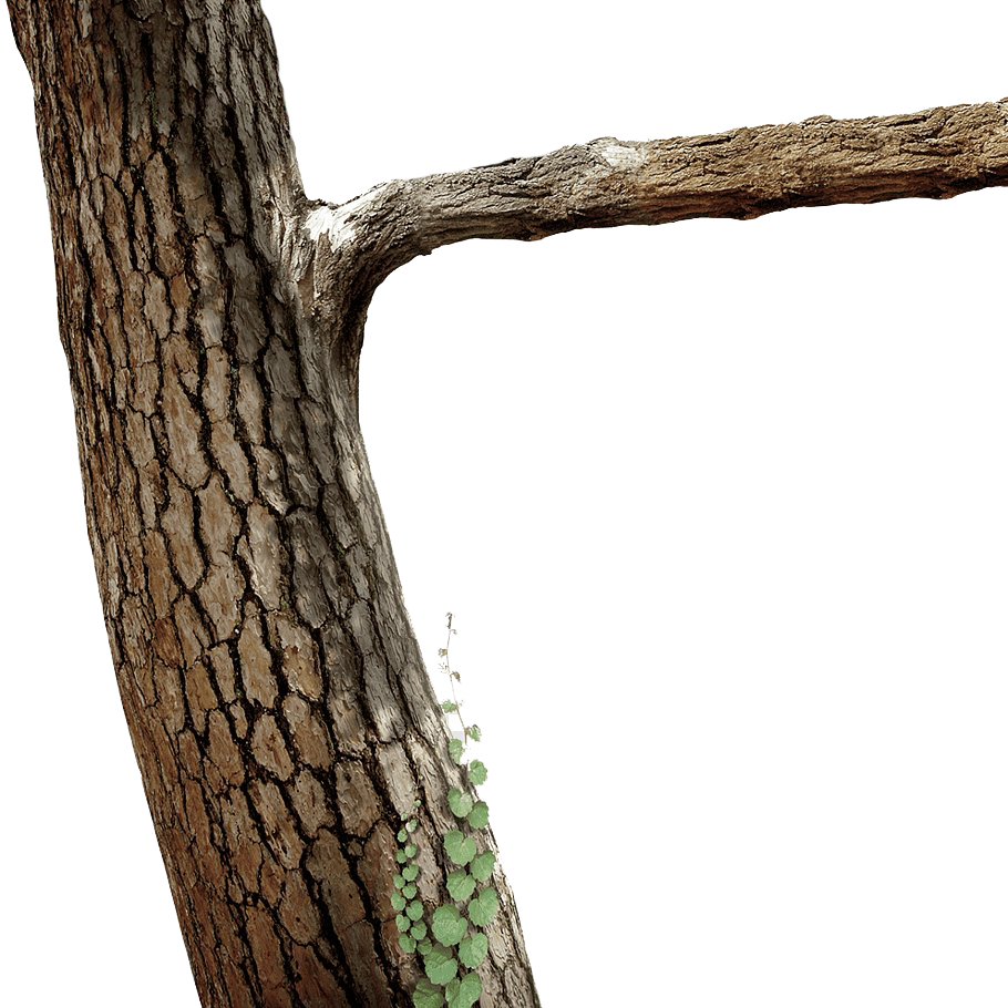 Tree Branch Trunk Transparent PNG Image