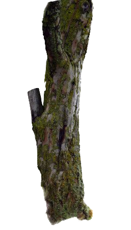 Tree Branch Trunk Transparent PNG Image