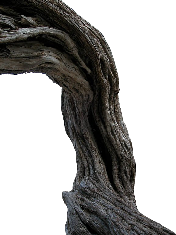 Pic Tree Branch Trunk Transparent PNG Image