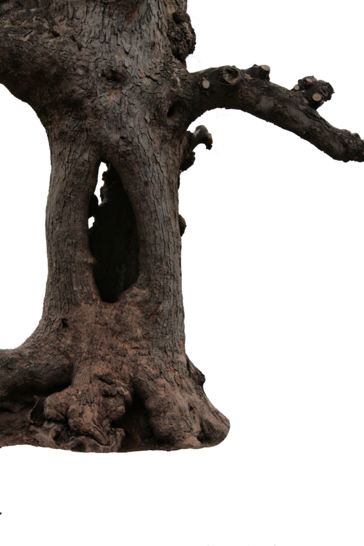 Tree Branch Trunk Transparent PNG Image