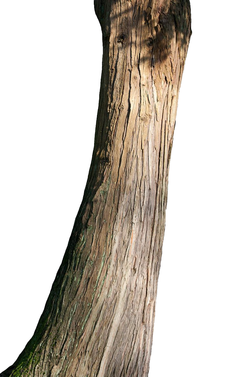 Tree Branch Trunk Transparent PNG Image