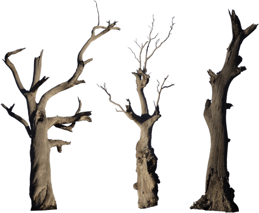 Tree Branch Trunk Transparent PNG Image
