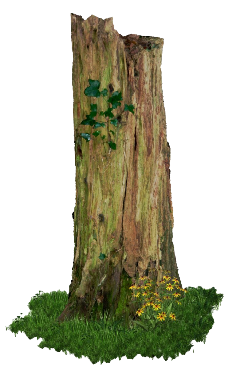 Tree Stump Trunk Transparent PNG Image