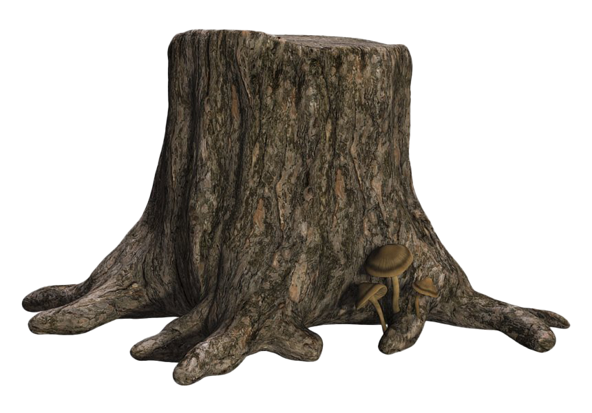 Tree Stump Trunk Transparent PNG Image