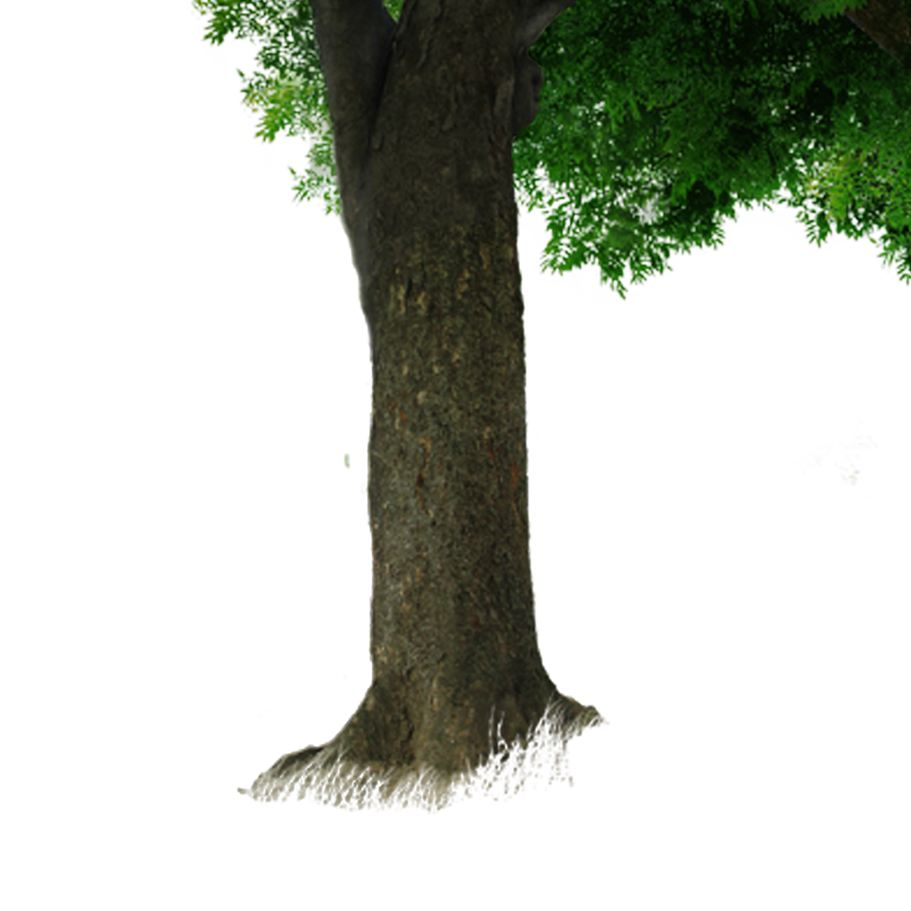 Tree Trunk Transparent PNG Image