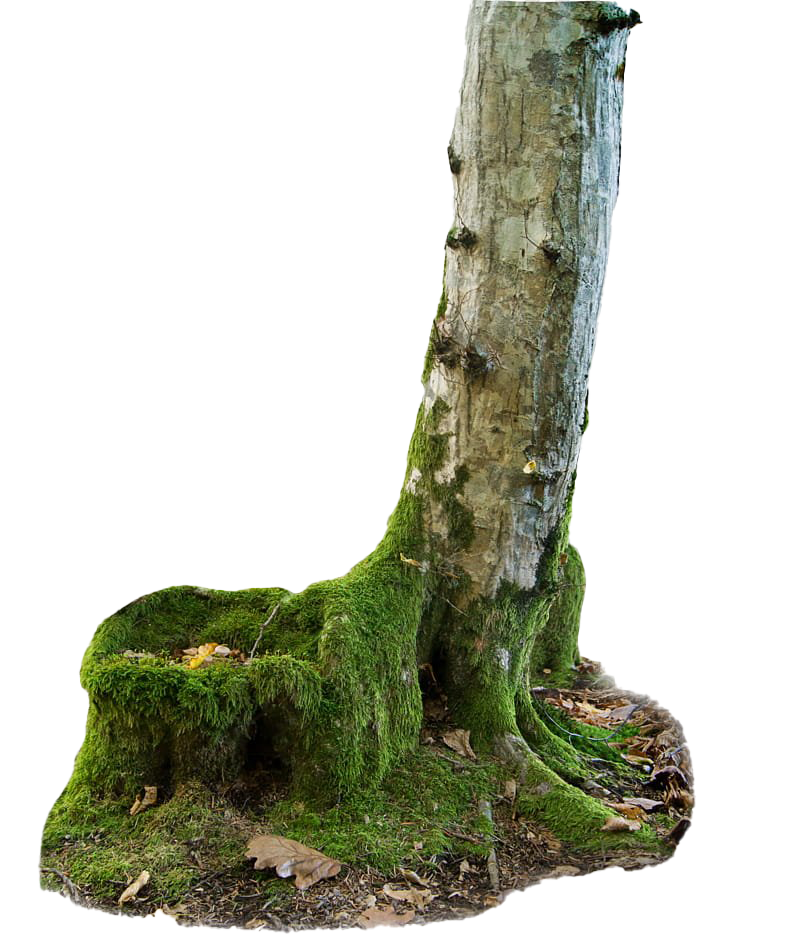 Tree Trunk Transparent PNG Image