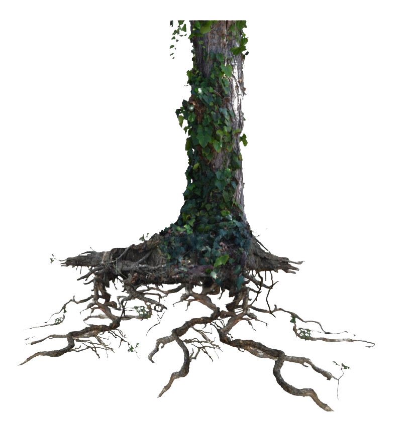 Tree Trunk Transparent PNG Image