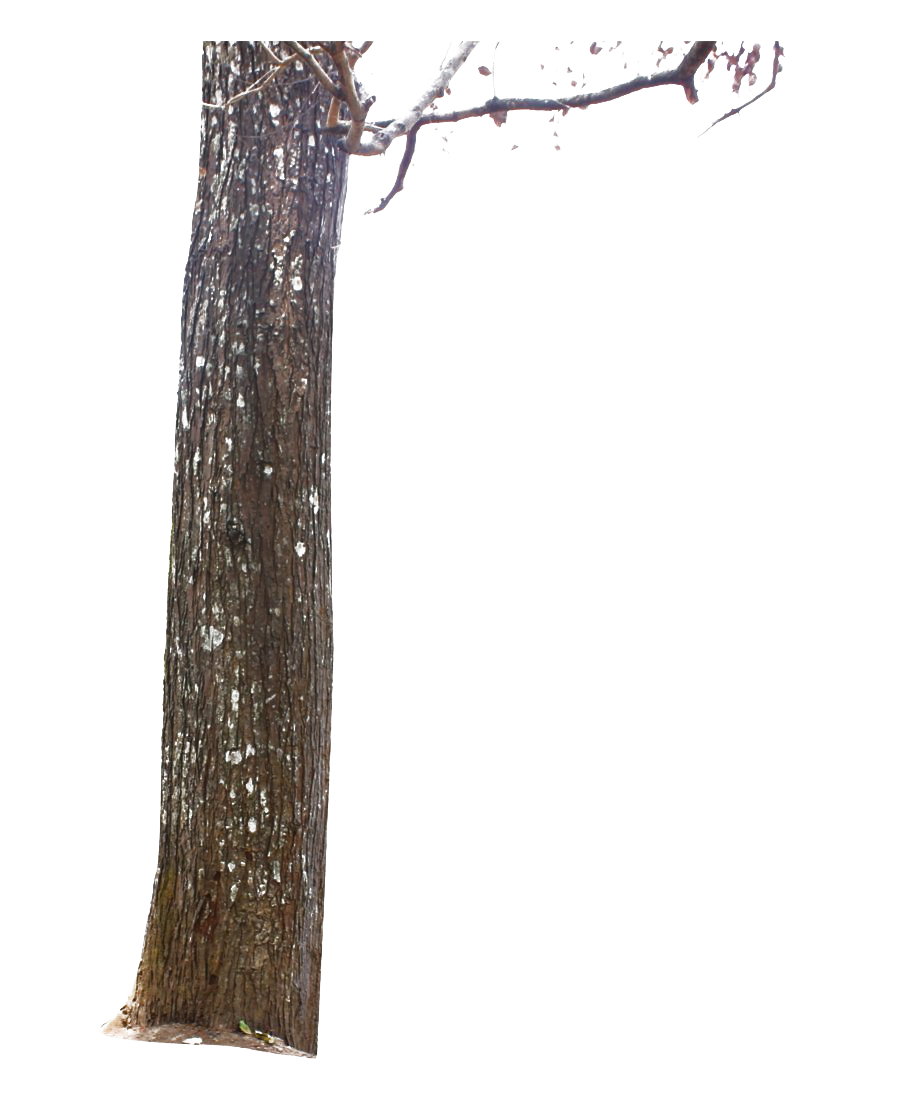 Tree Trunk File Transparent PNG Image