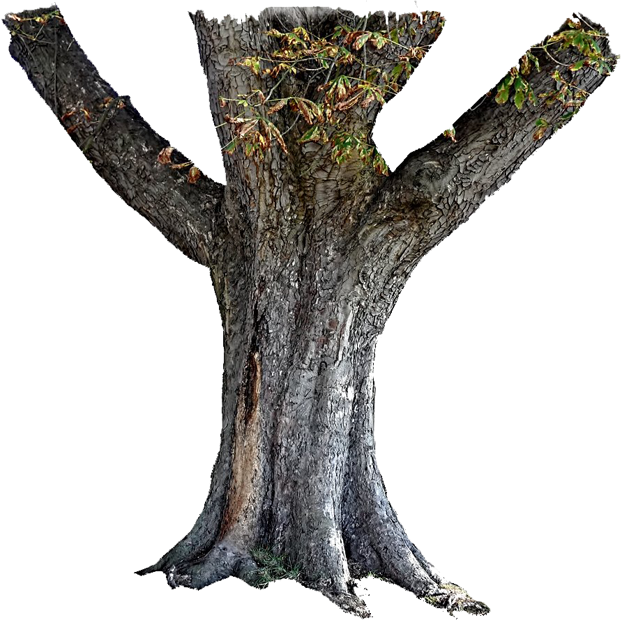Tree Trunk Transparent PNG Image
