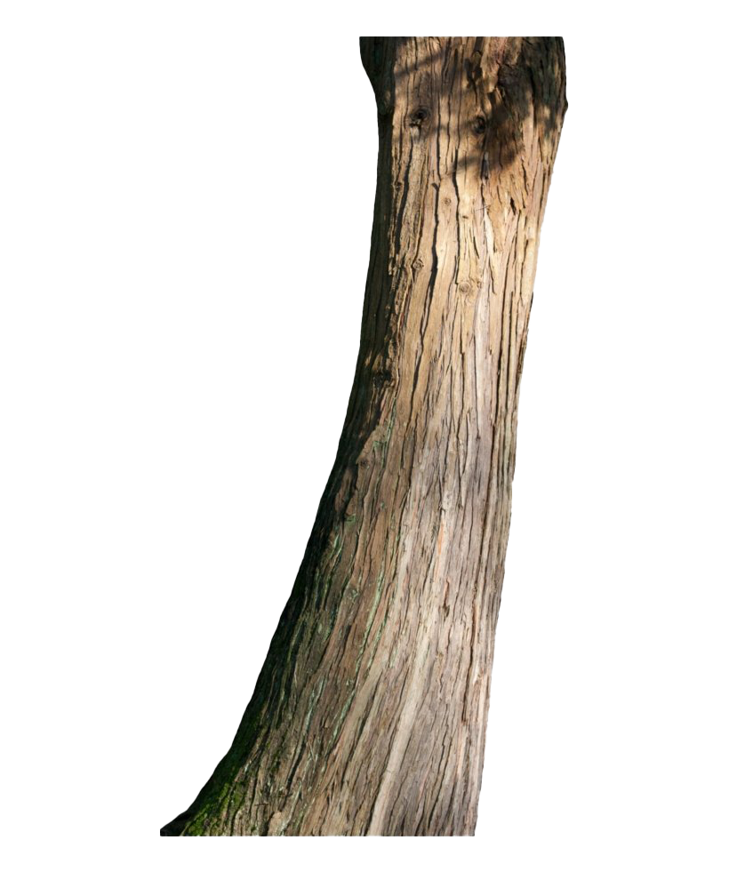 Tree Trunk Transparent PNG Image