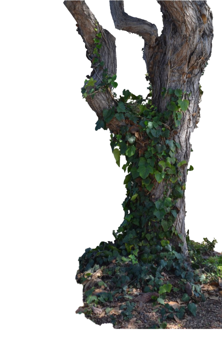 Tree Trunk Transparent PNG Image