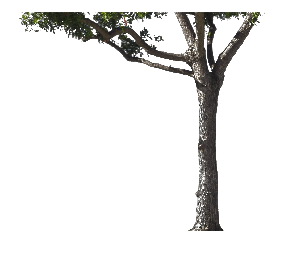 Tree Trunk Transparent PNG Image