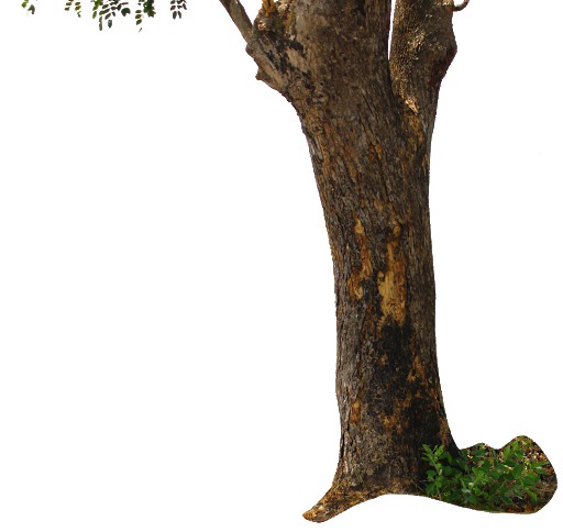 Tree Trunk Transparent PNG Image