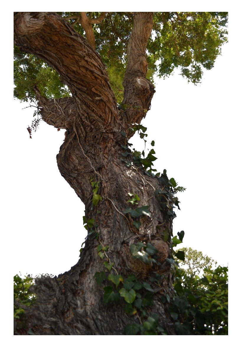 Tree Trunk Transparent PNG Image