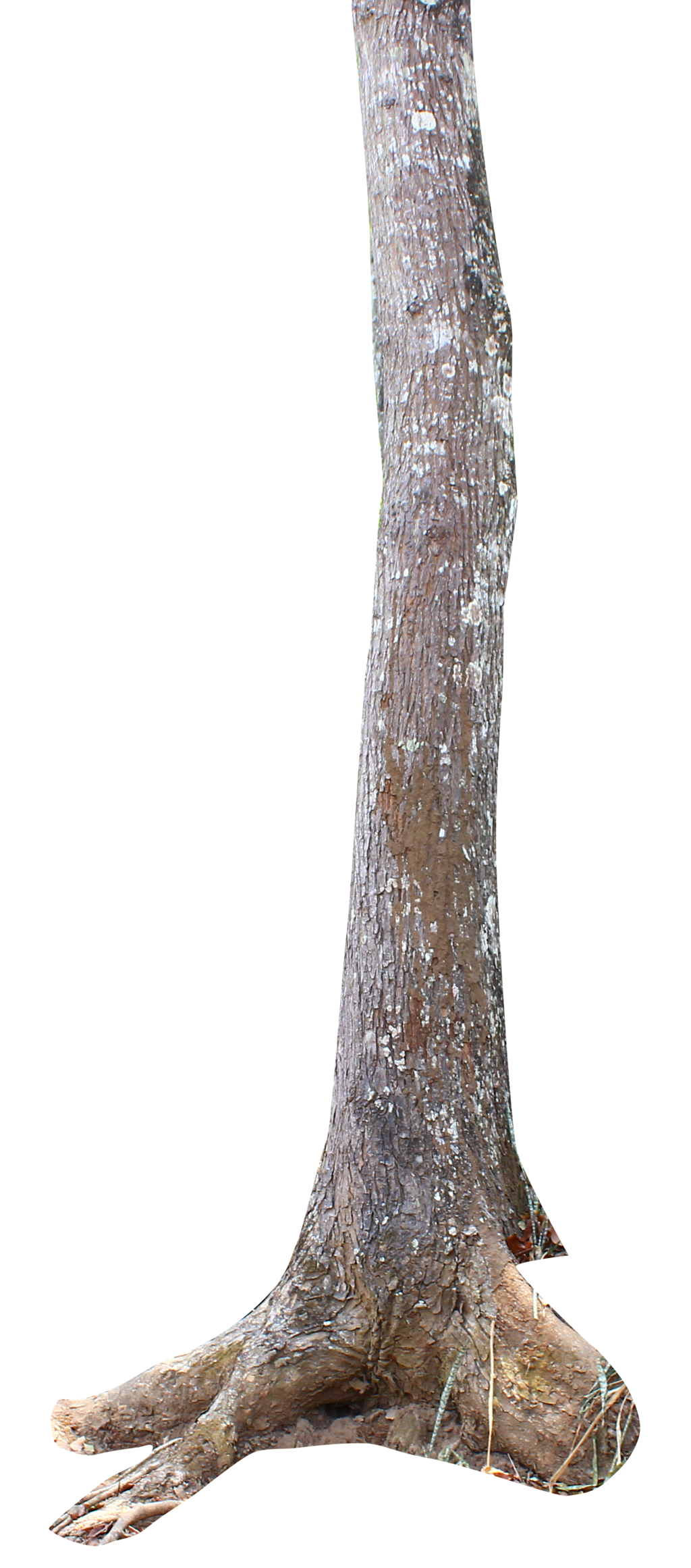 Tree Trunk Transparent PNG Image