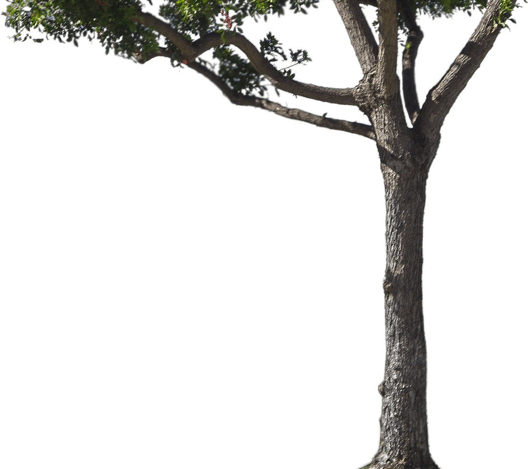 Tree Trunk Transparent PNG Image