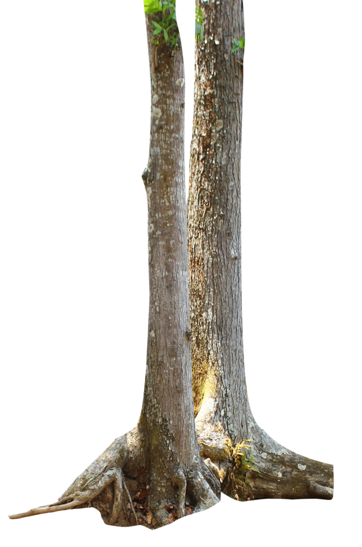 Tree Branch Trunk Transparent PNG Image