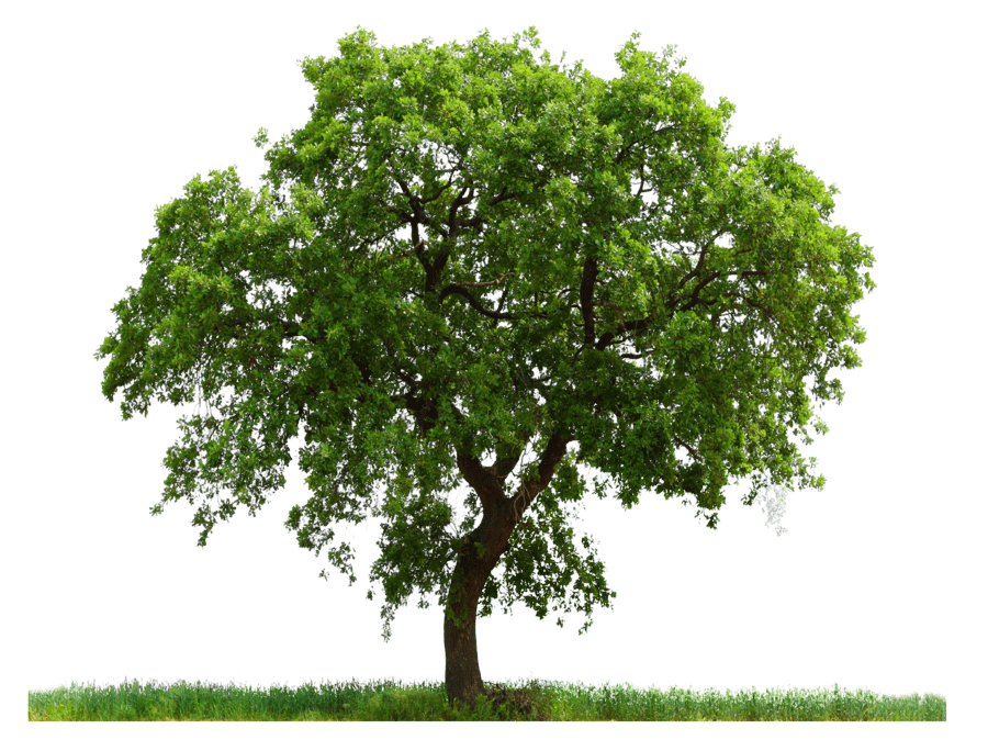 Tree Transparent PNG Image