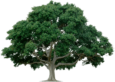 Tree Transparent PNG Image