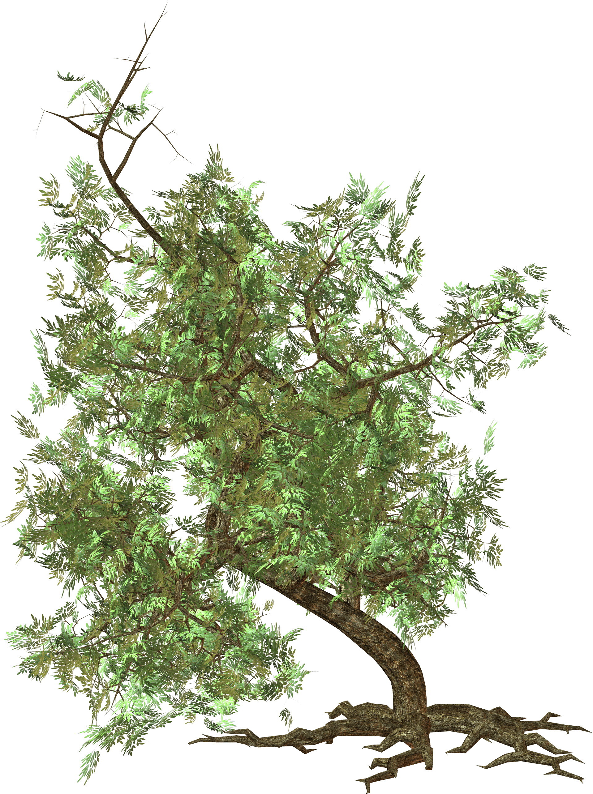 Tree Transparent PNG Image