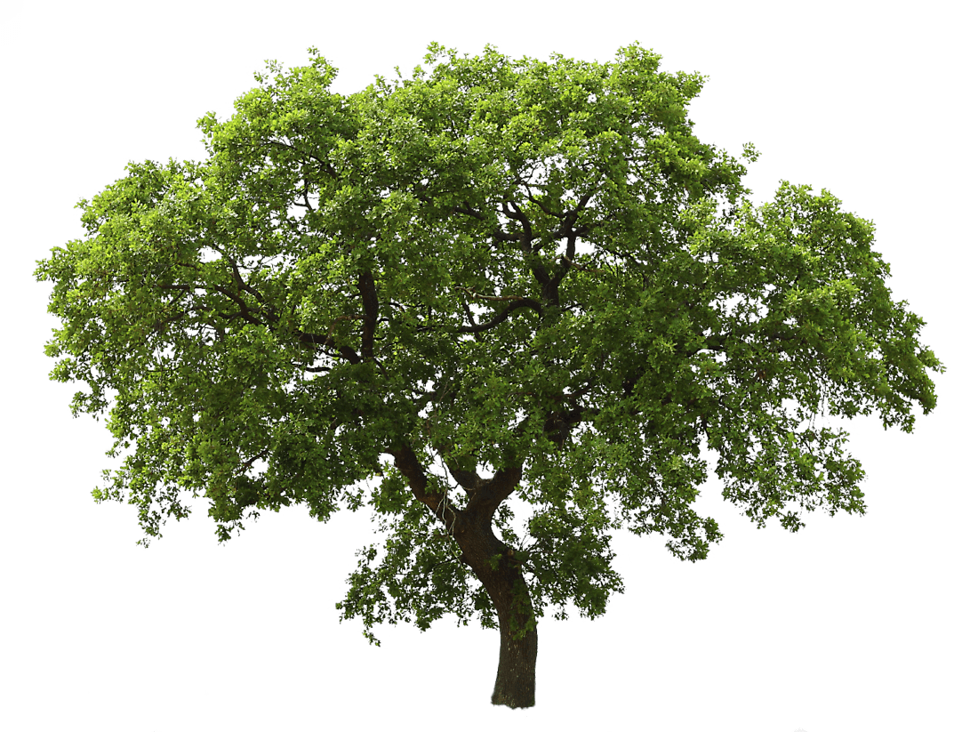 Tree Transparent PNG Image