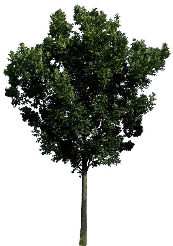 Tree Transparent PNG Image