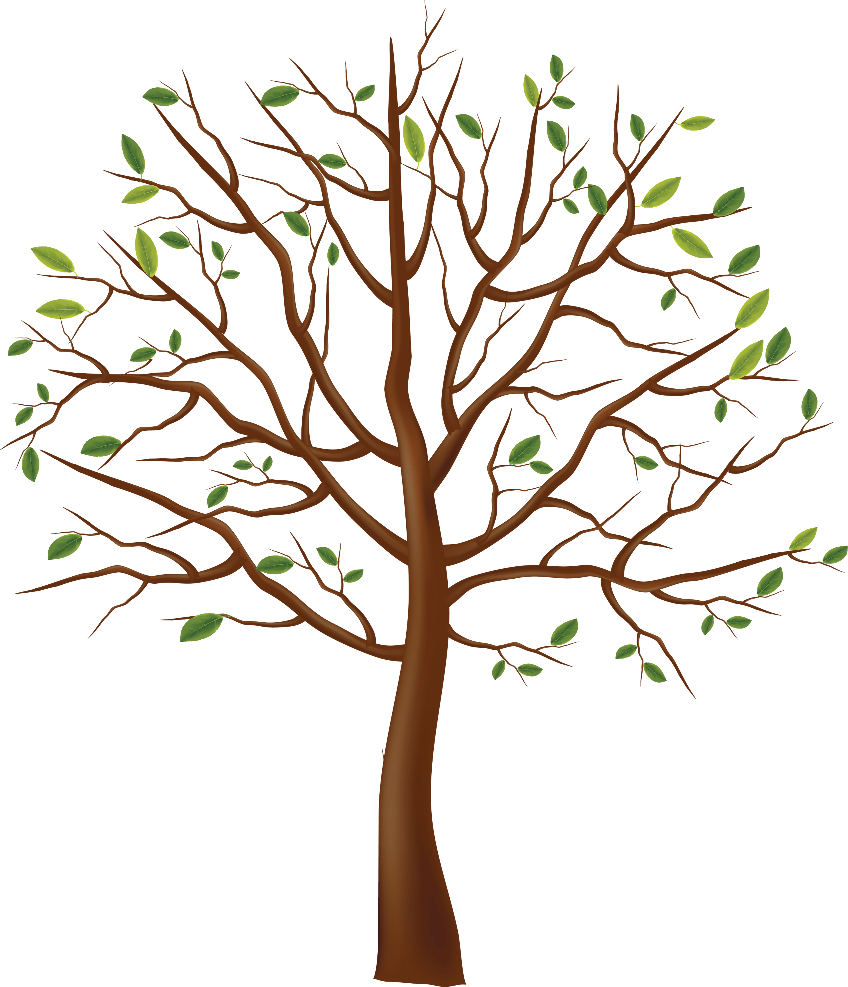 Tree Transparent PNG Image
