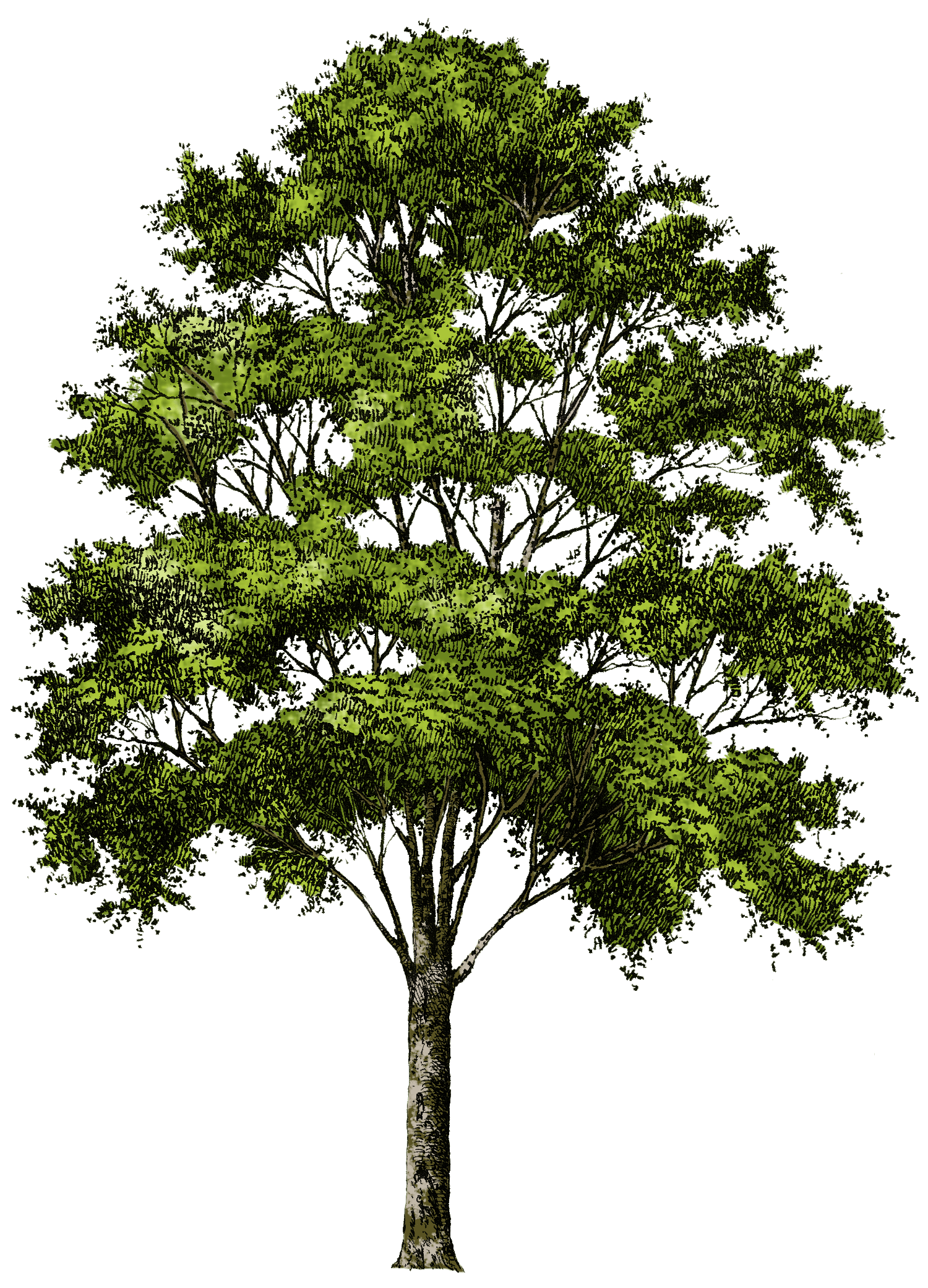 Tree Transparent PNG Image