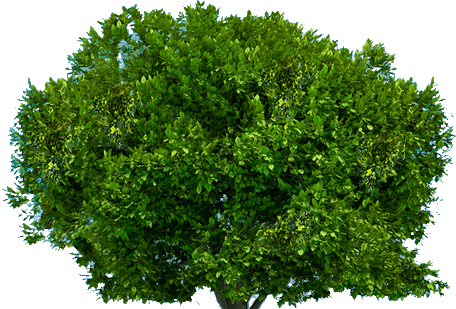 Tree Transparent PNG Image