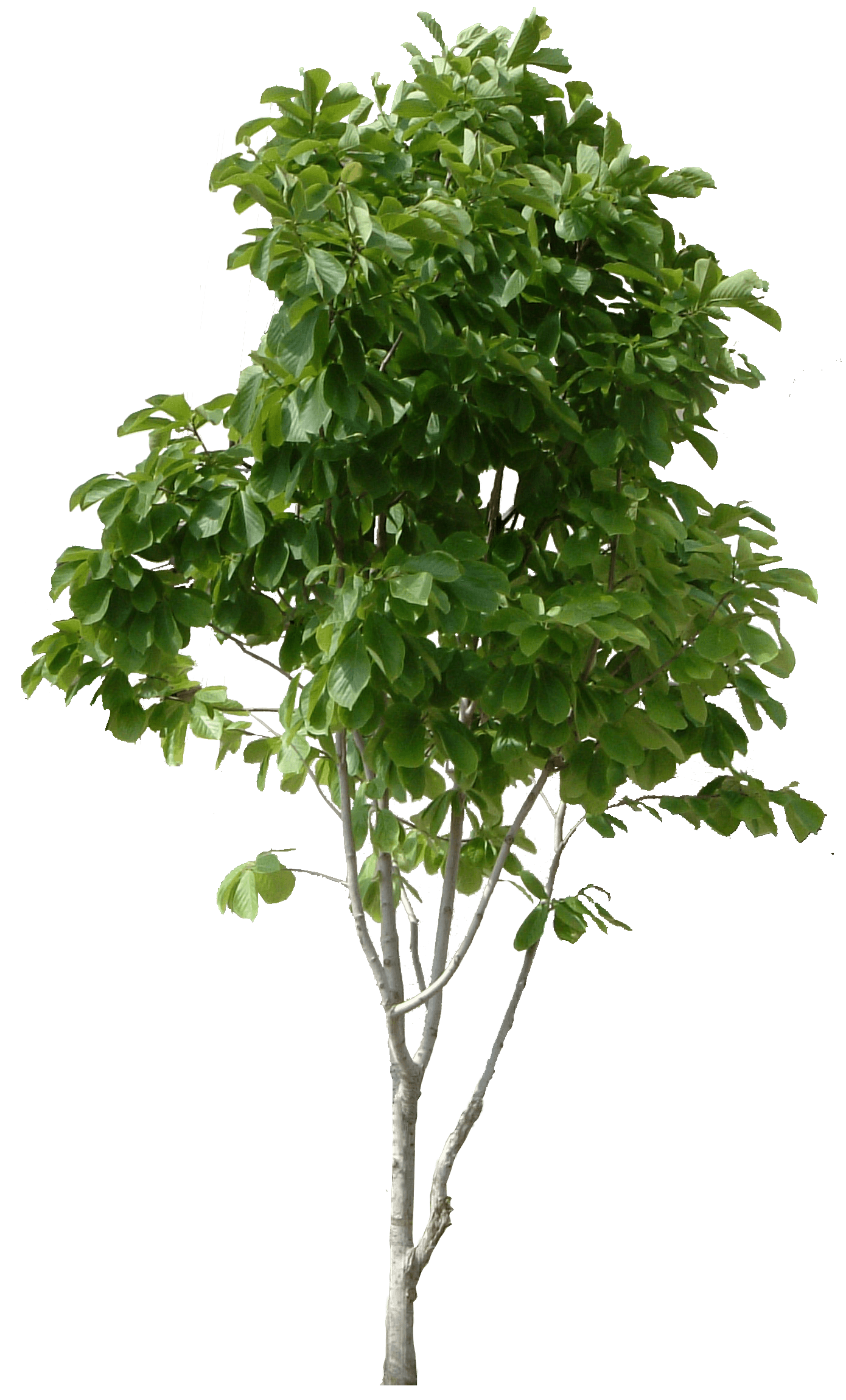 Tree Transparent PNG Image