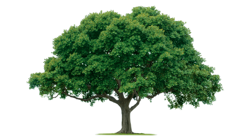 Tree Transparent PNG Image