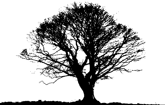 Black Tree Transparent PNG Image