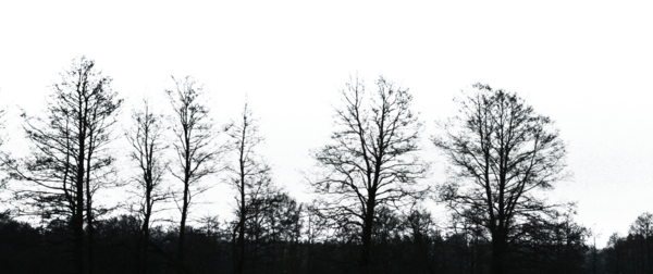 Black Tree Transparent PNG Image