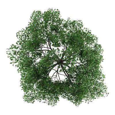 Tree Top Transparent PNG Image