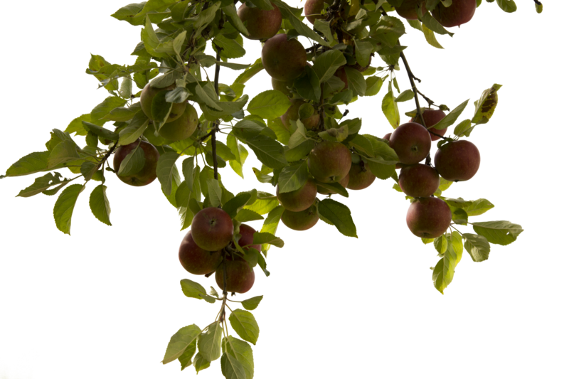 Tree Branch Transparent PNG Image
