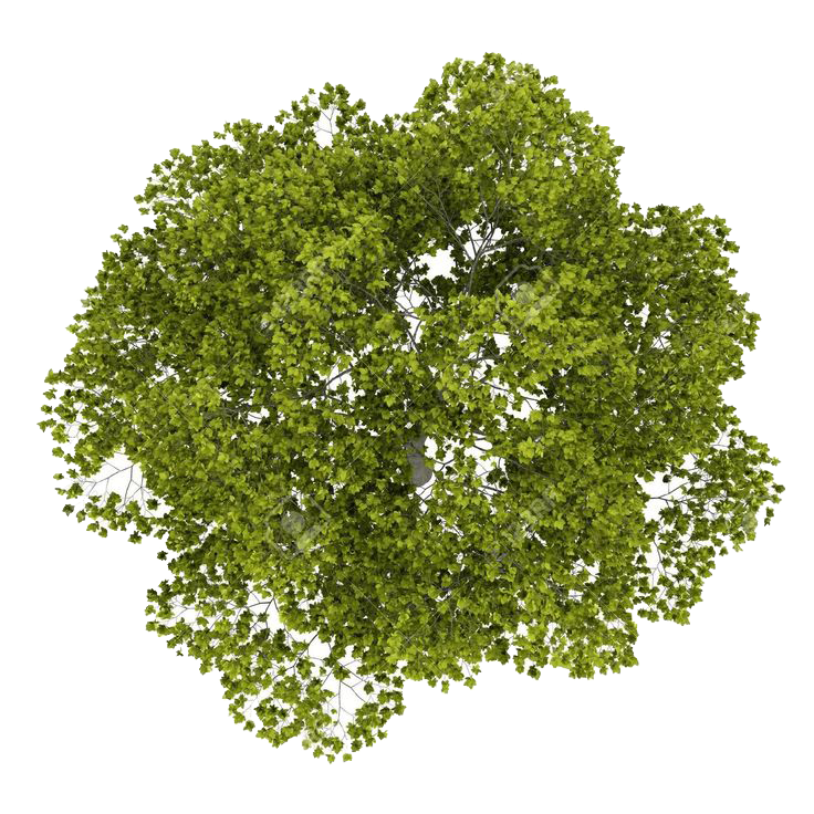 Tree Top Transparent PNG Image