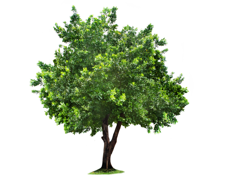 Tree Transparent PNG Image