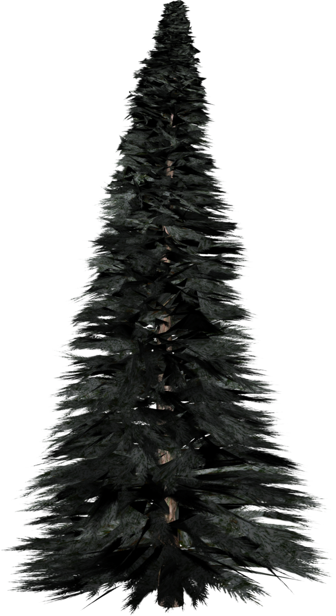 Pine Tree Transparent PNG Image