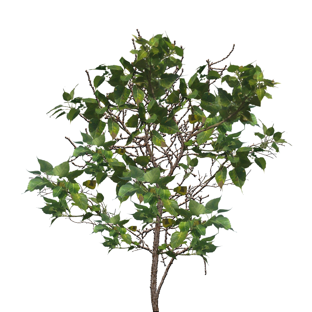 Tree Branch Transparent PNG Image
