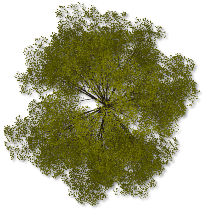 Tree Top Transparent PNG Image