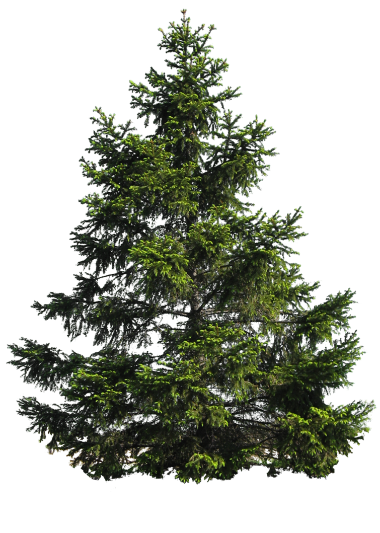 Pine Tree Transparent PNG Image
