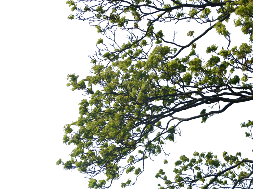 Tree Branch Transparent PNG Image