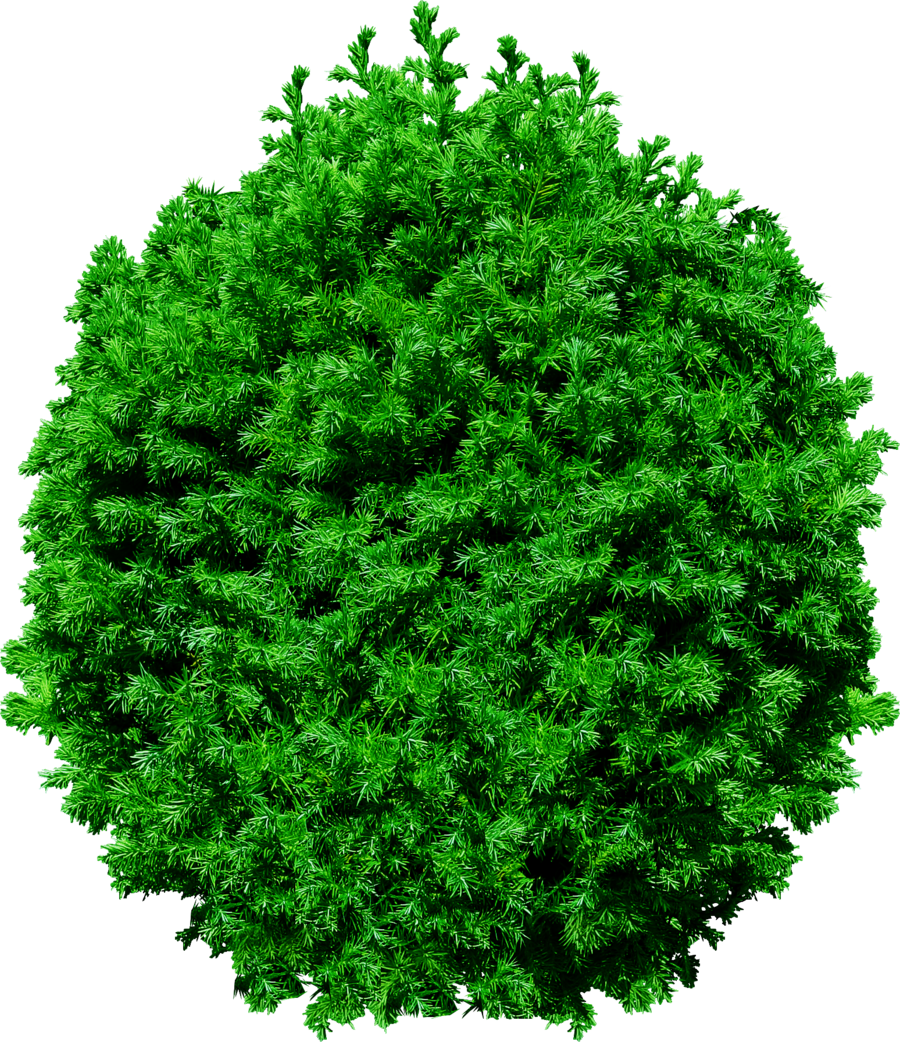 Tree Top Transparent PNG Image