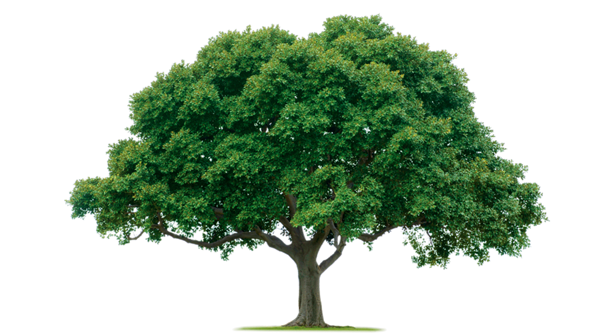 Tree Transparent PNG Image