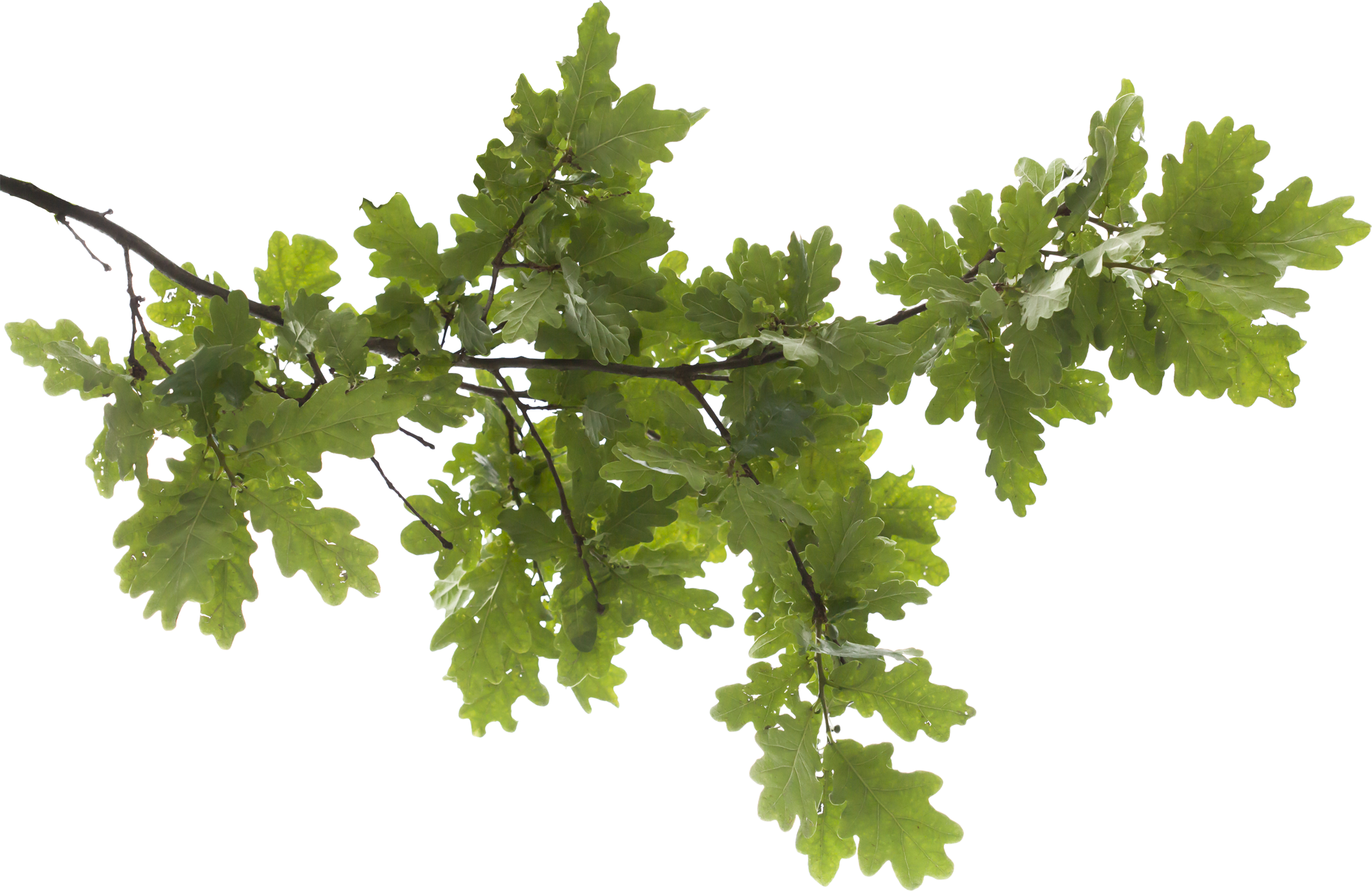 Tree Branch Transparent PNG Image