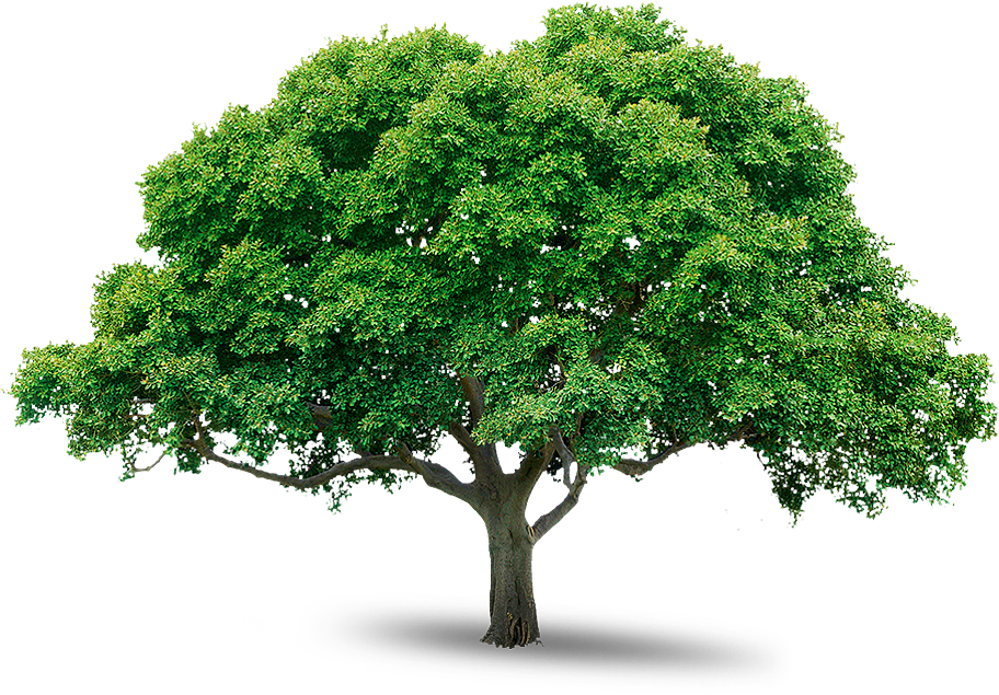 Tree Transparent PNG Image