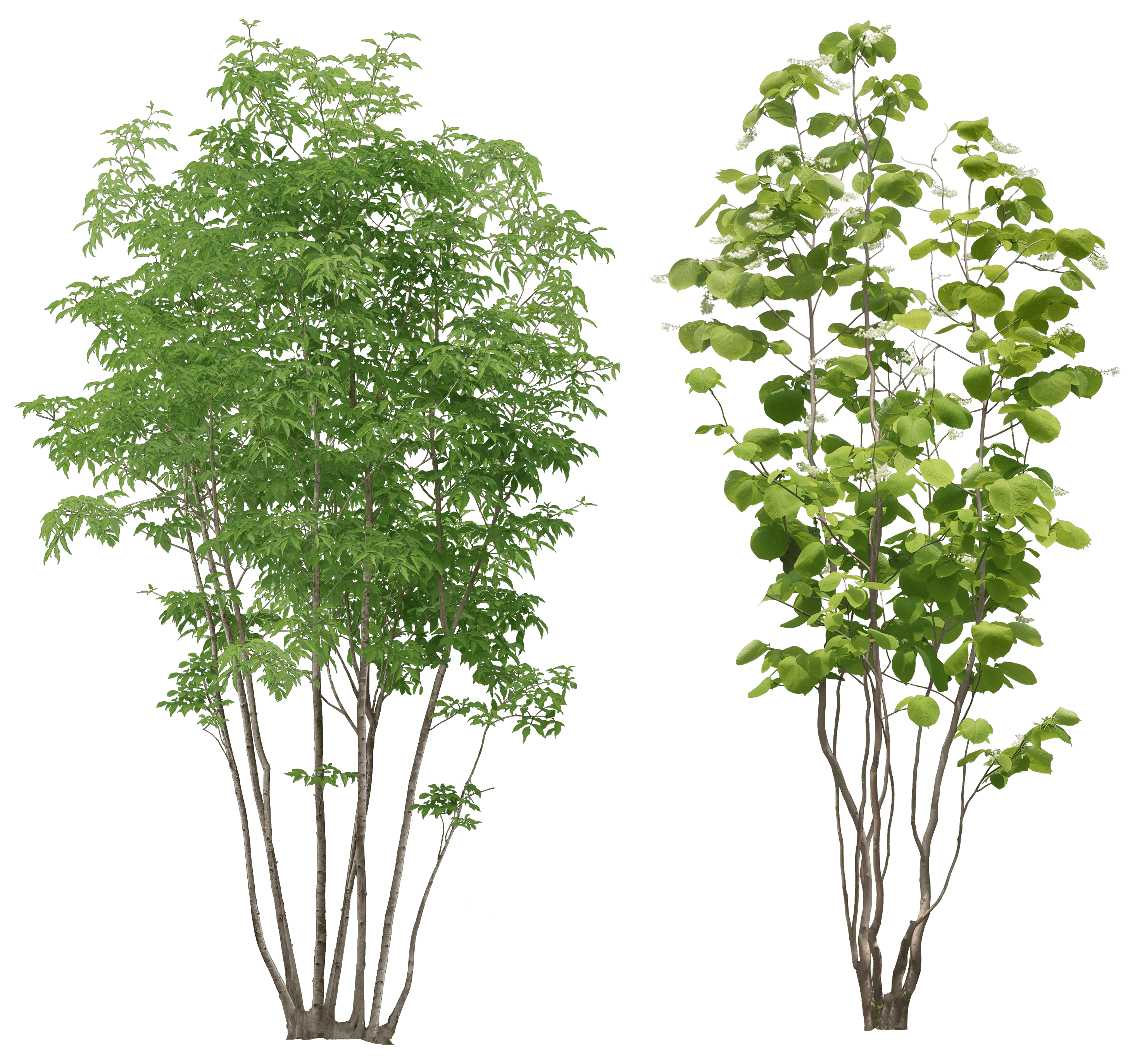 Tree Transparent PNG Image