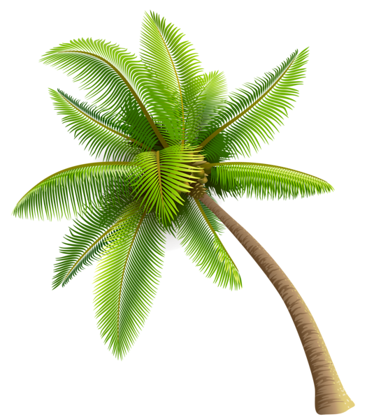 Coconut Tree Transparent PNG Image