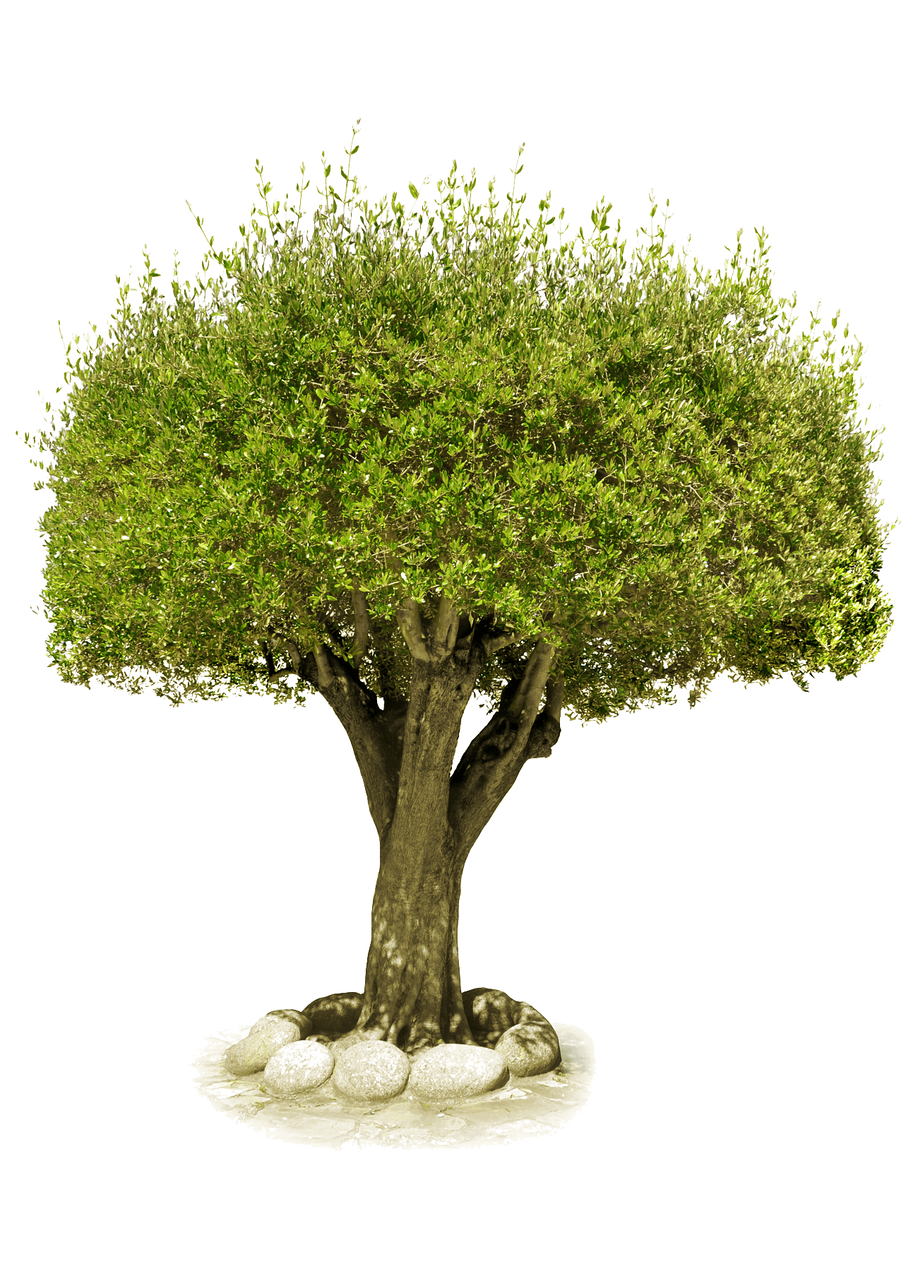 Tree Transparent PNG Image