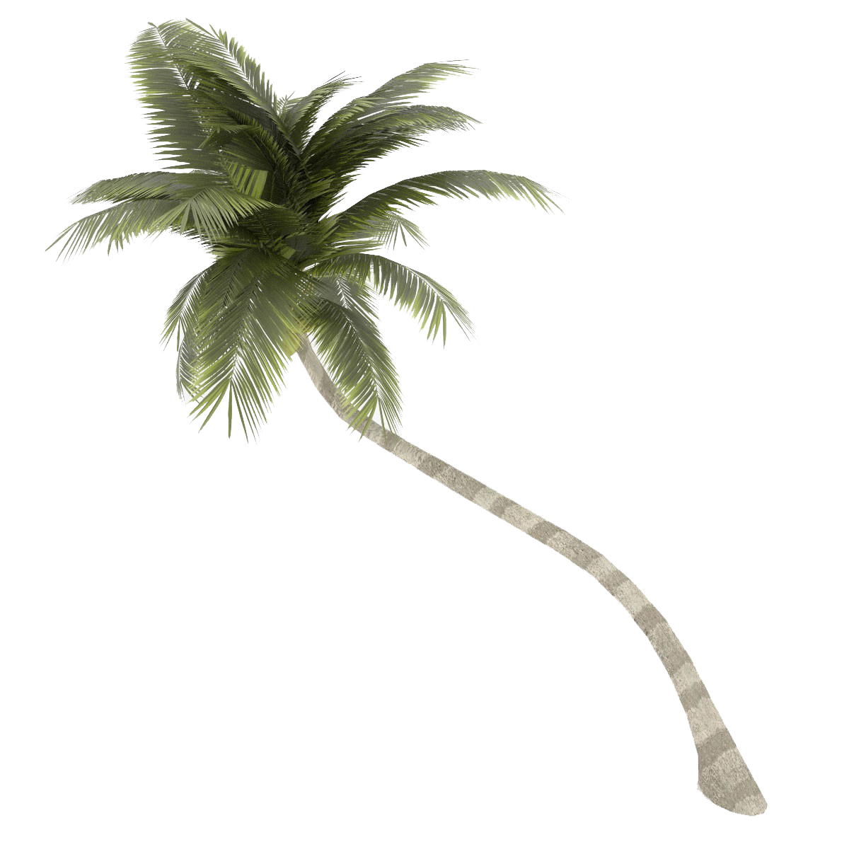 Coconut Tree Background Transparent PNG Image
